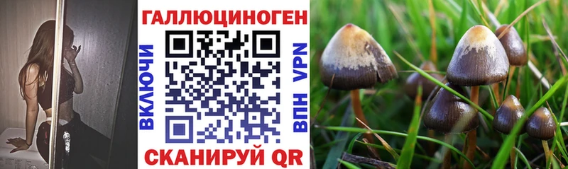 наркошоп  Большой Камень  Псилоцибиновые грибы GOLDEN TEACHER 